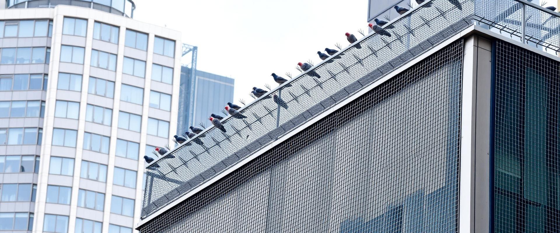 Professional bird proofing and pigeon control on a commercial building in London