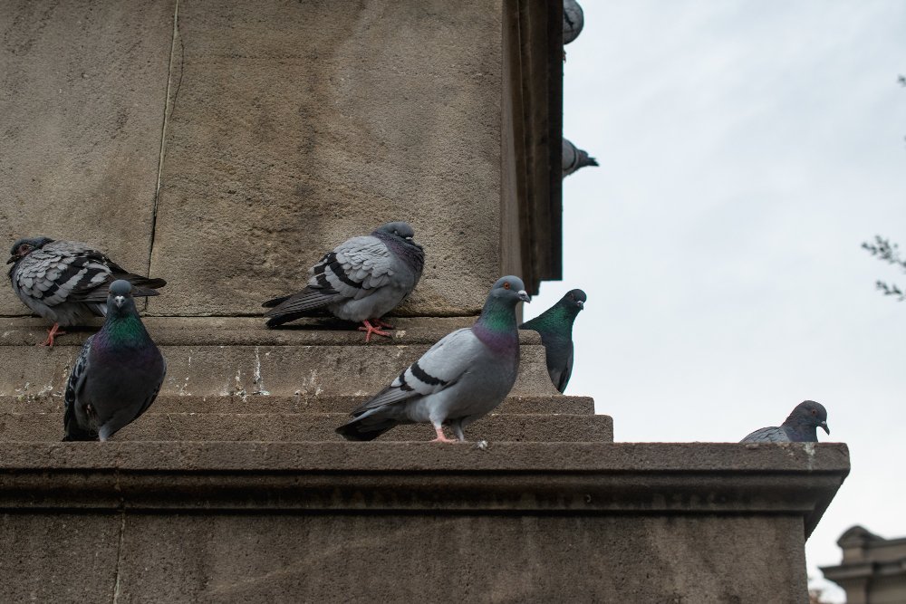 Pigeons perching on a London building ledge